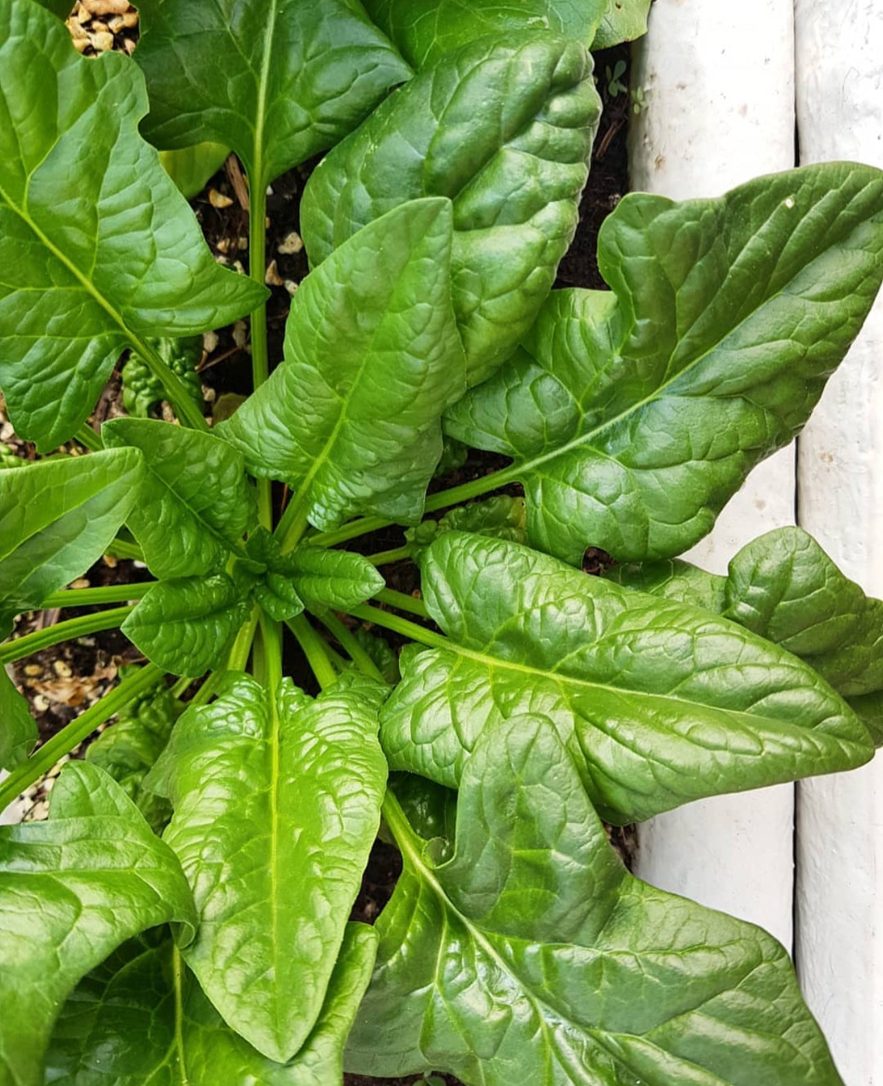 Viroflay Spinach Heirloom Seeds