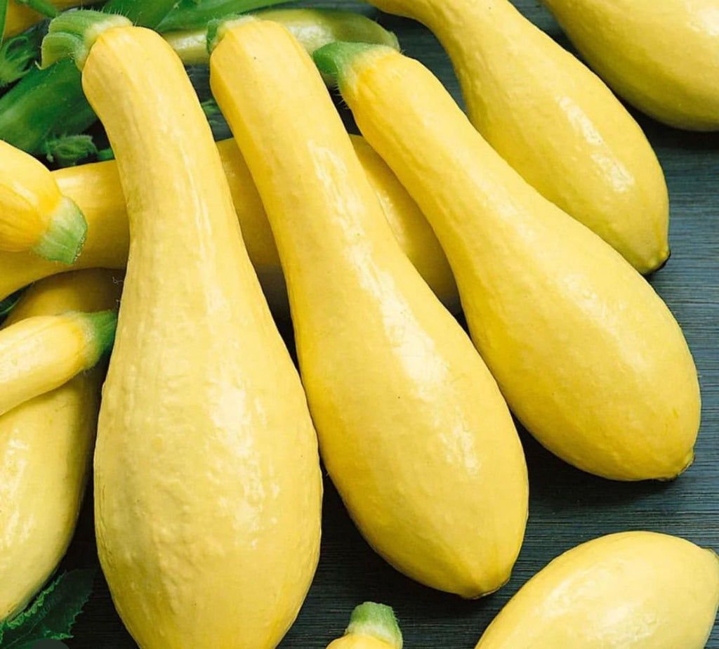 Early Prolific Straightneck Squash Heirloom Seeds
