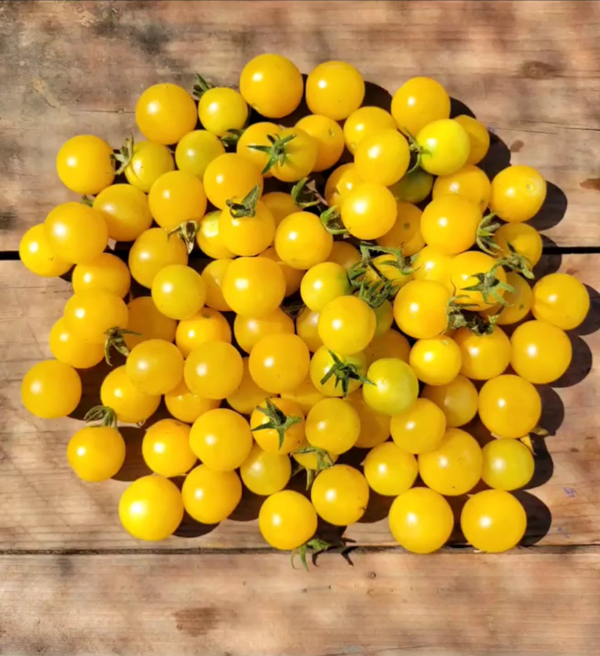 Gold Nugget Tomato Seeds