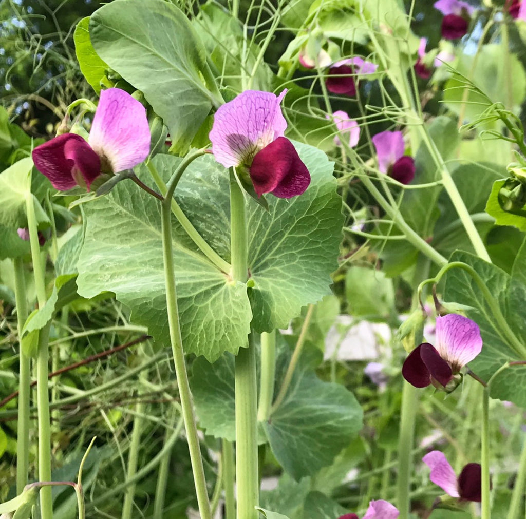 Purple Magnolia Snap Pea Seeds