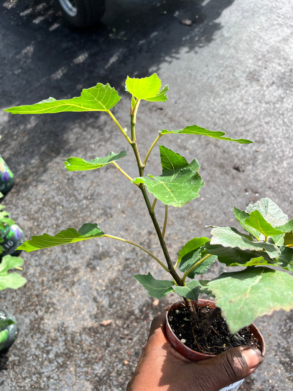 Patio Sized Hardy Fig Tree