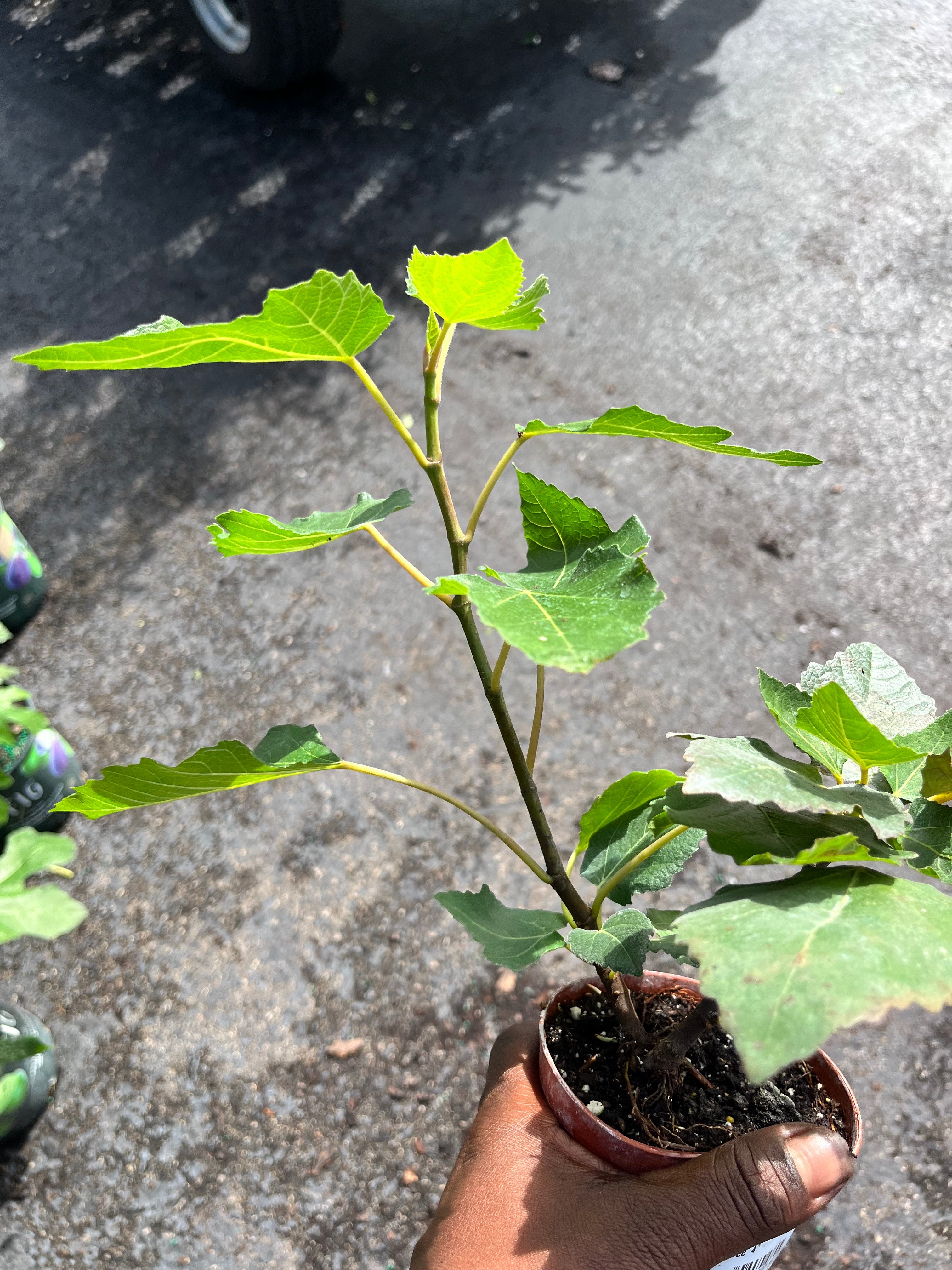 Patio Sized Hardy Fig Tree