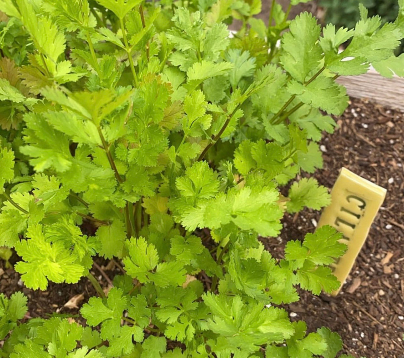 Slow Bolt Cilantro and White Russian Mix Seeds