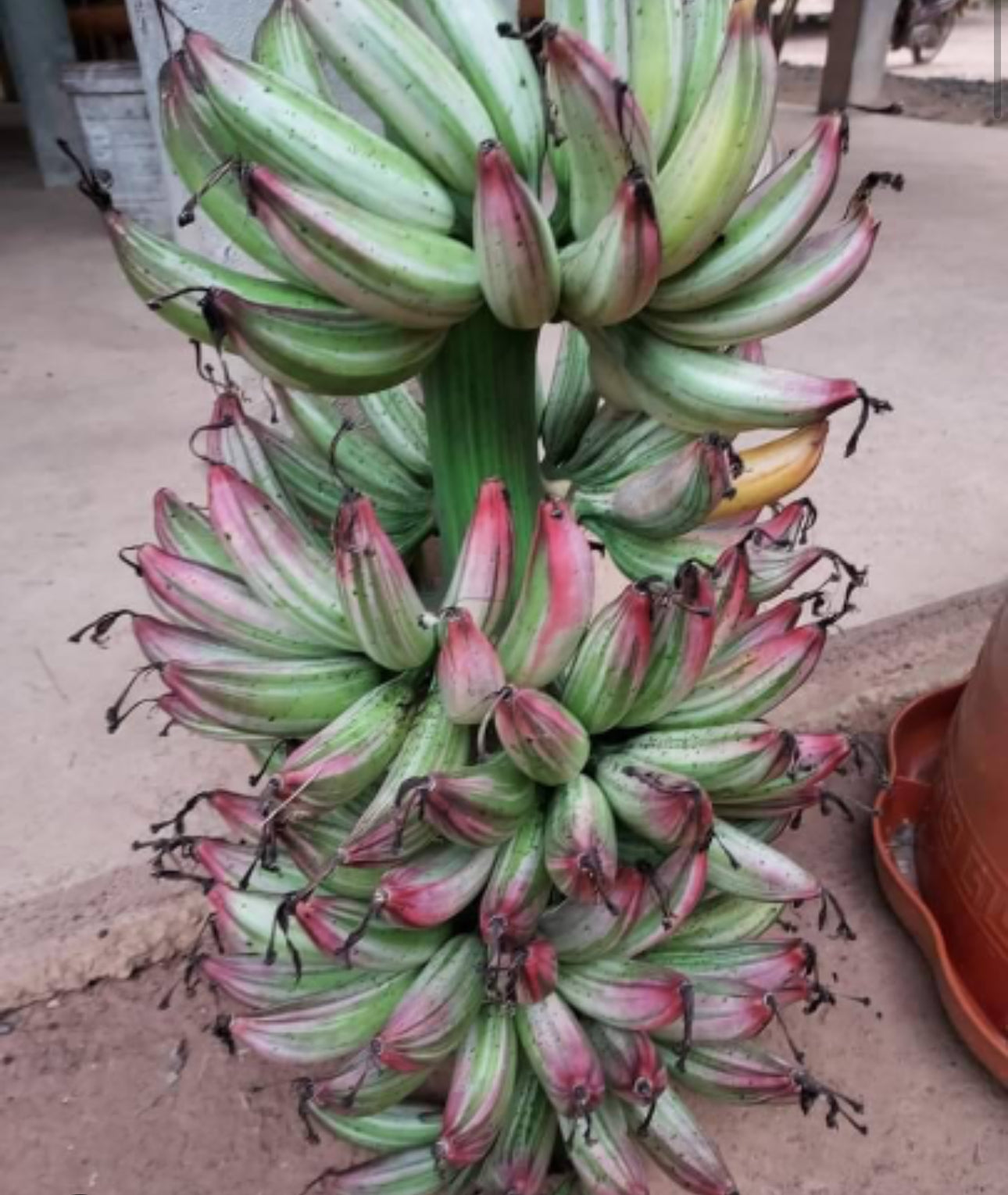 Banana Pink Musa "No No" variegated aka "NoNo" TC Plantlet: In Vitro