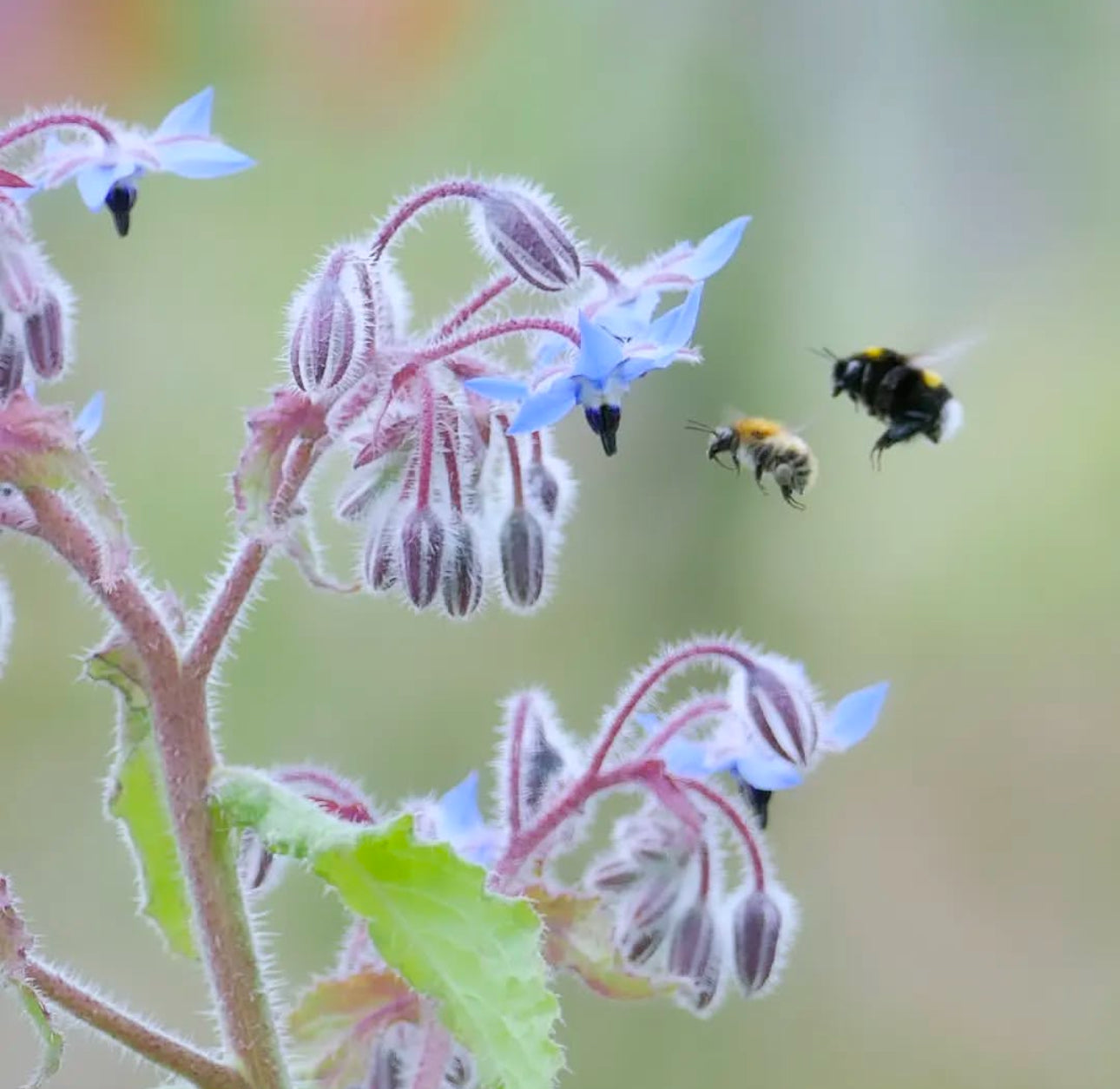 Borage Seeds