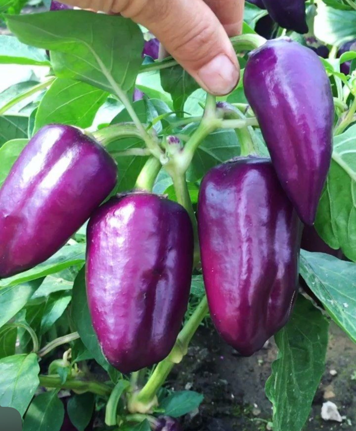 Lilac Sweet Bell Pepper Seeds