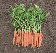 Aranka F1 Baby Carrot Seeds