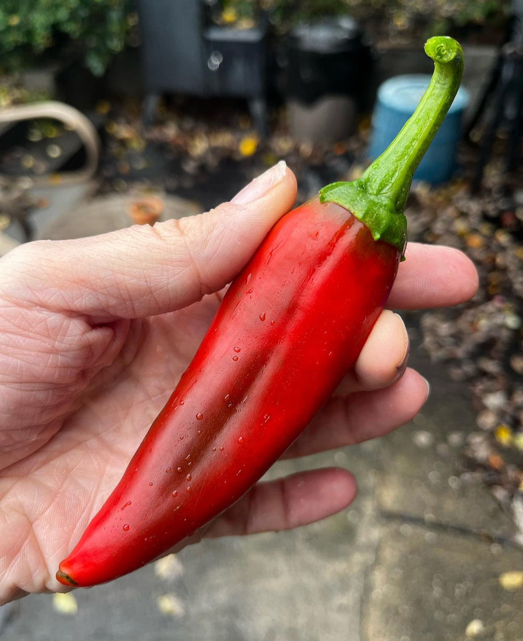 NuMex Joe E. Parker Hot (Medium) Pepper Seeds