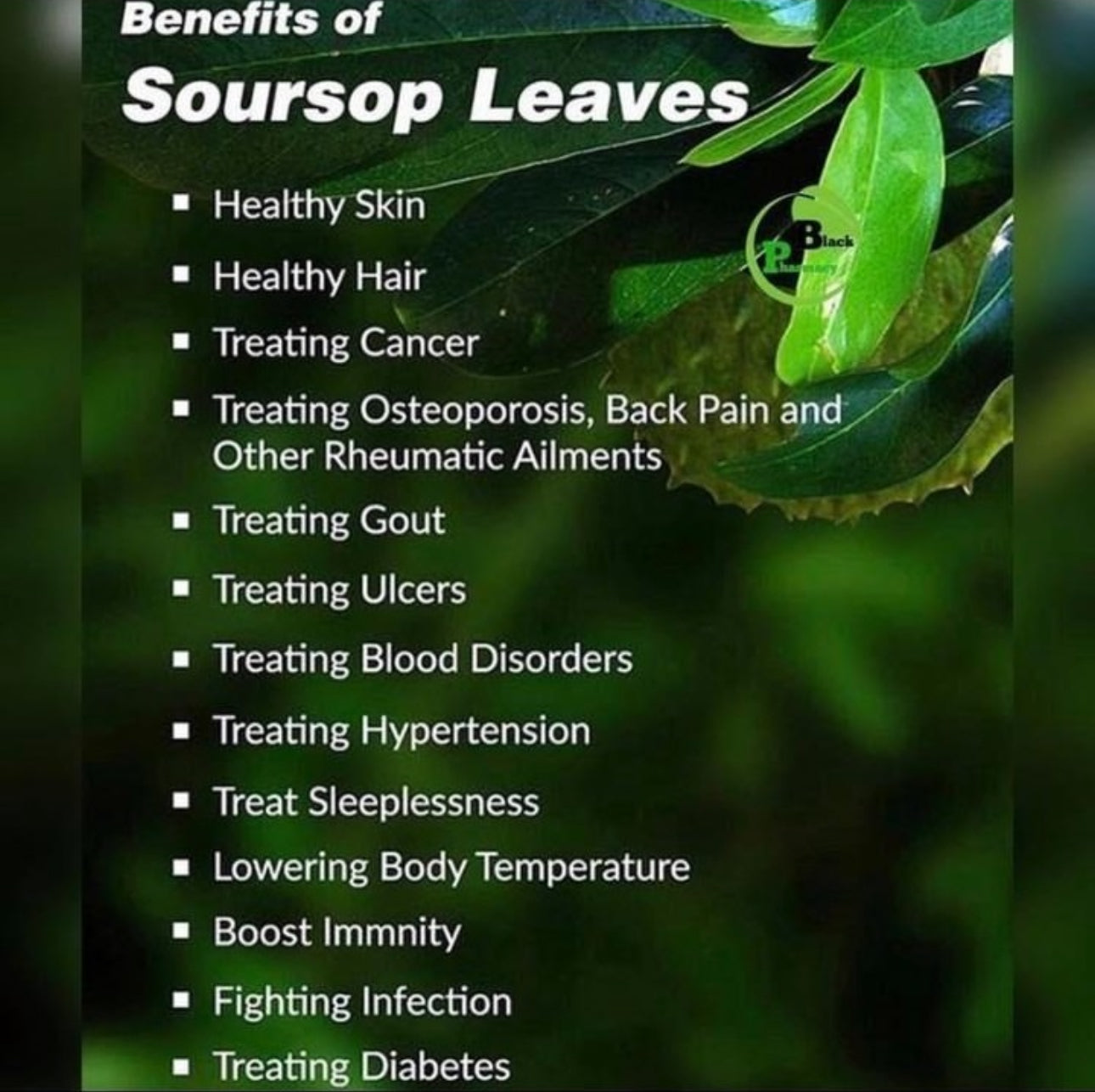 Sirsak Ratu Soursop Tree — 1 Gallon