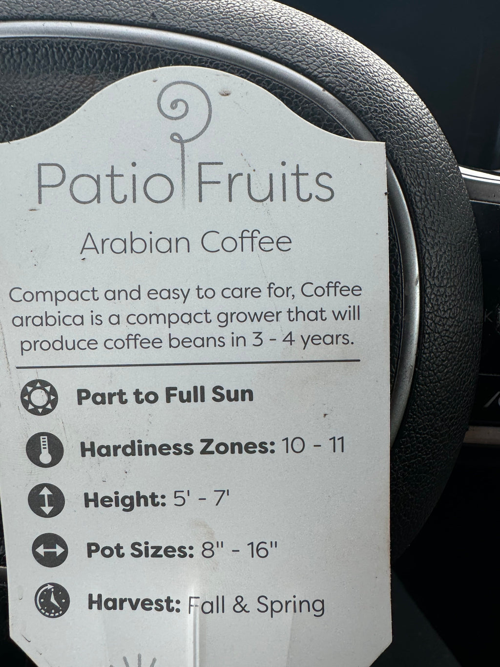 Patio Arabian Coffee Plant