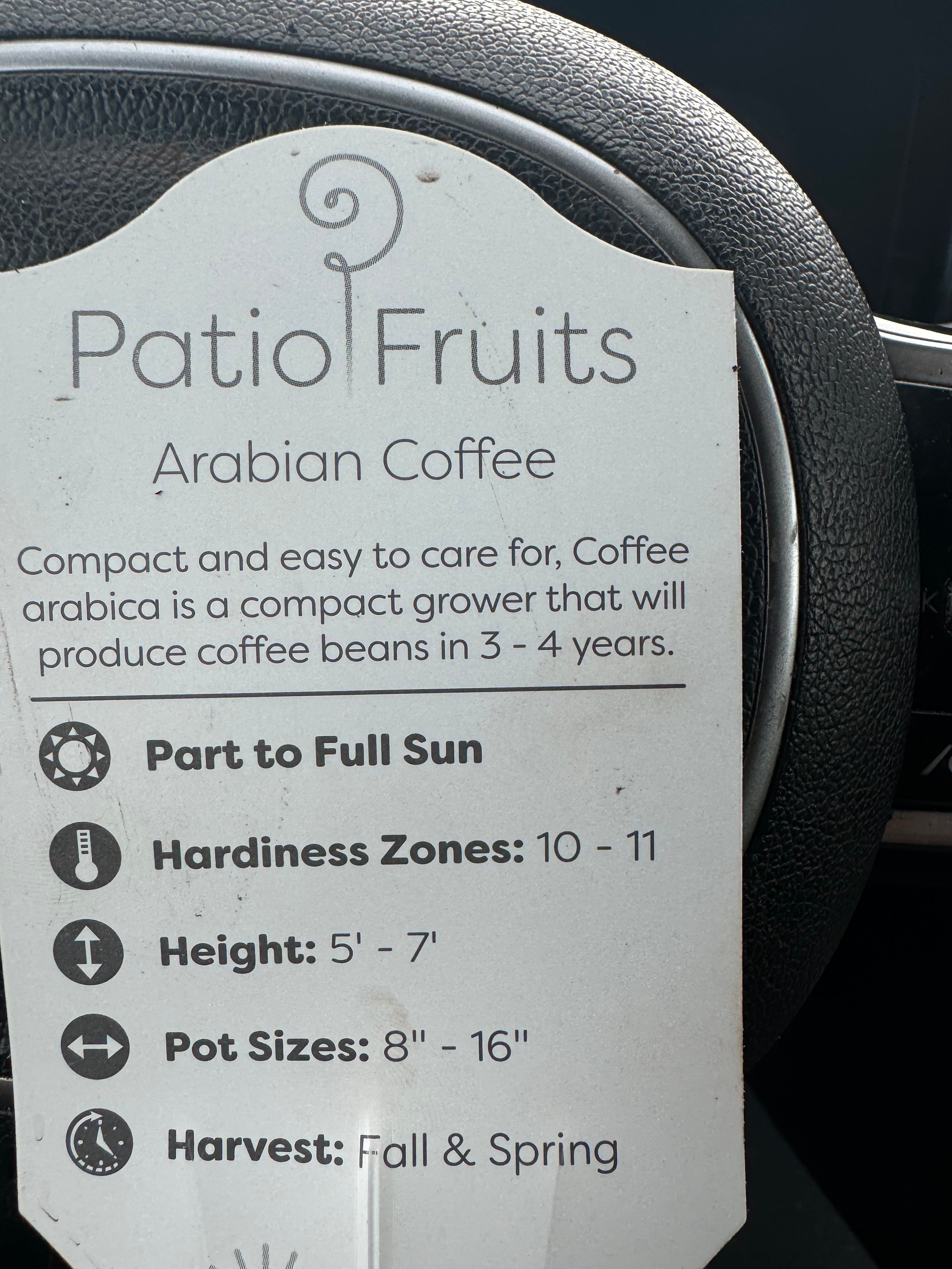 Patio Arabian Coffee Plant