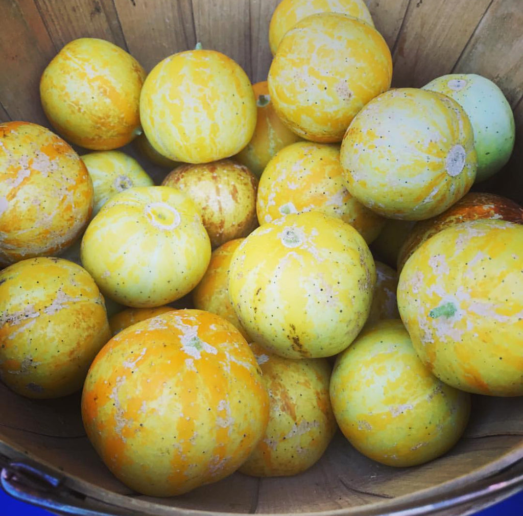 Lemon Cucumber Heirloom Cucumber Seeds
