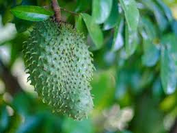 Soursop (Fresh) Seeds
