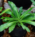 PREORDER Culantro Live Plant
