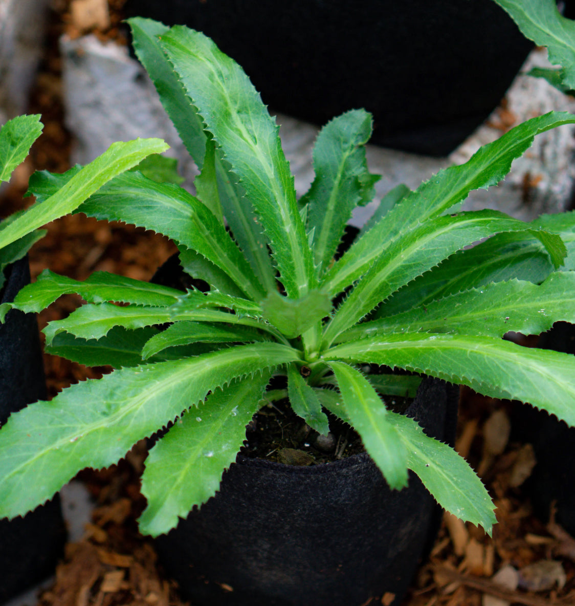 PREORDER Culantro Live Plant