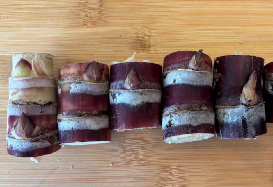 PREORDER Rooted Sugar Cane Nodes for Planting