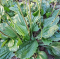 Common Plantain Seeds
