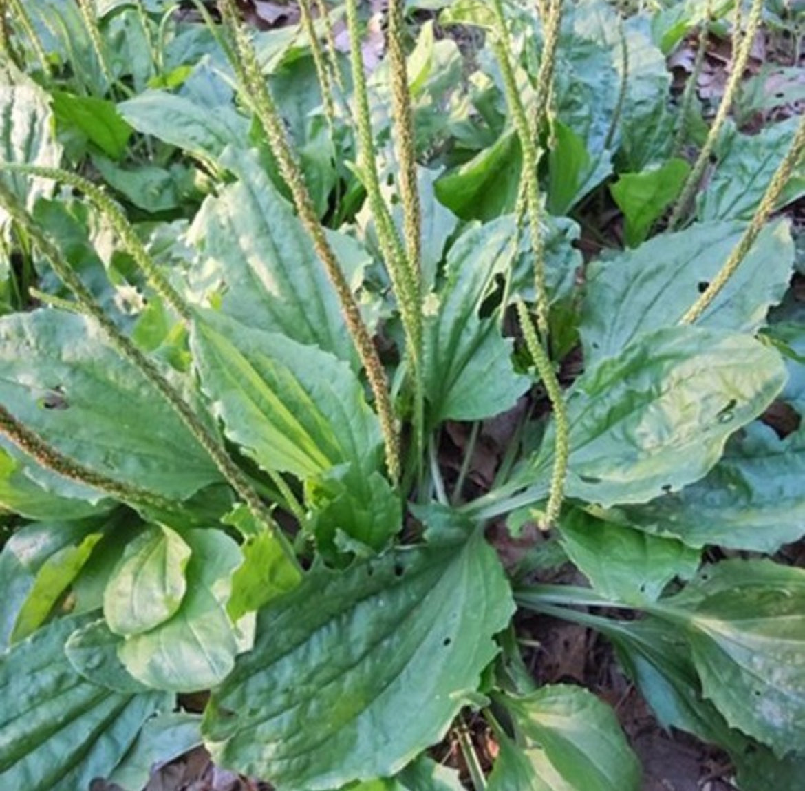 Common Plantain Seeds
