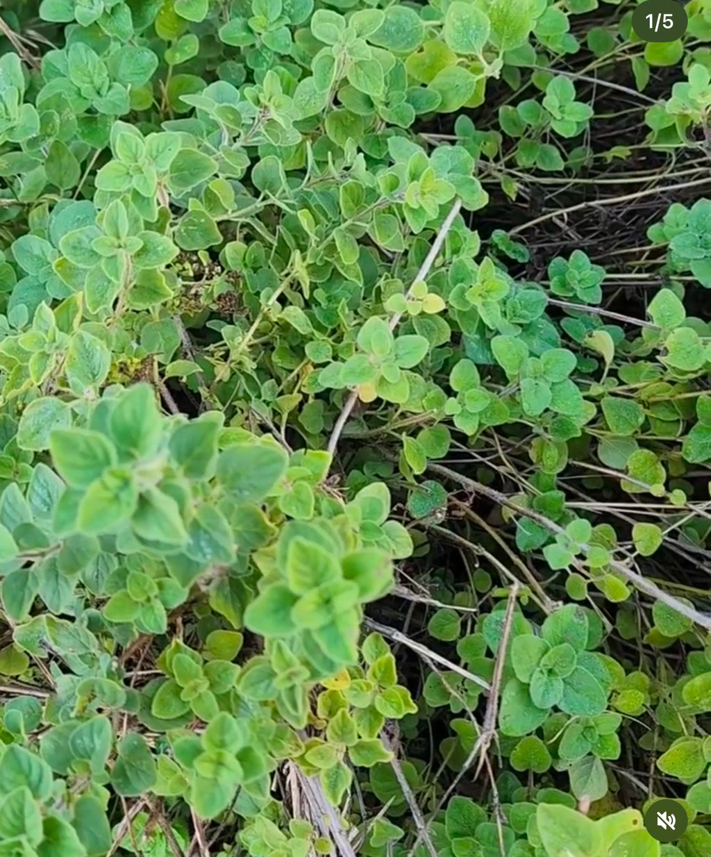 Greek Oregano Seeds