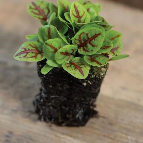 Red Veined Sorrel Panda Seeds