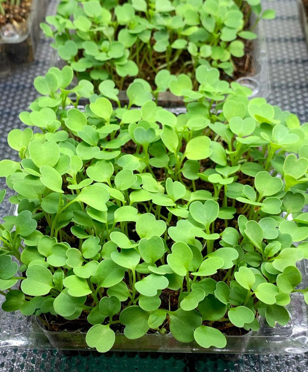 Slow Bolt Arugula Seeds