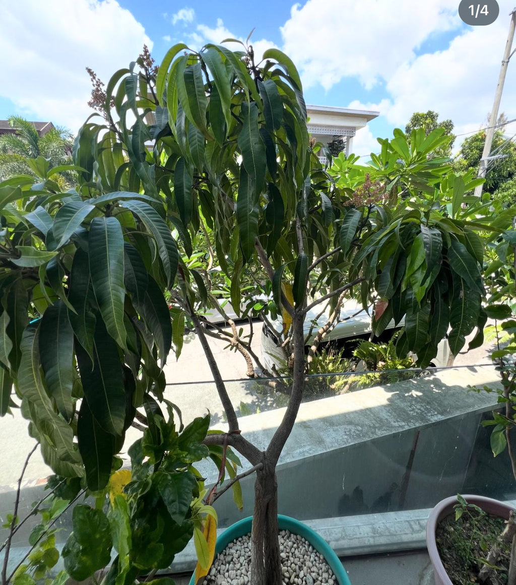Tommy Atkins Mango Tree (Grafted) – Fast Fruiting