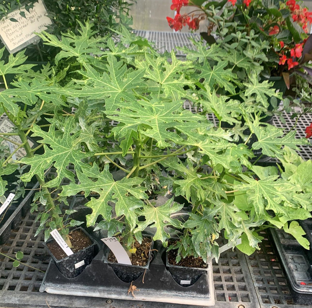 Patio Dwarf Papaya