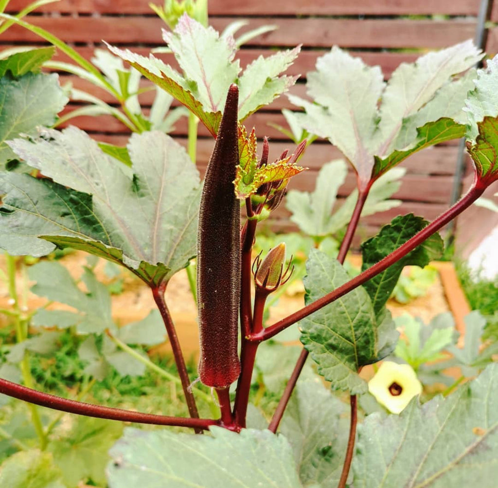 Red Burgundy Okra Seeds