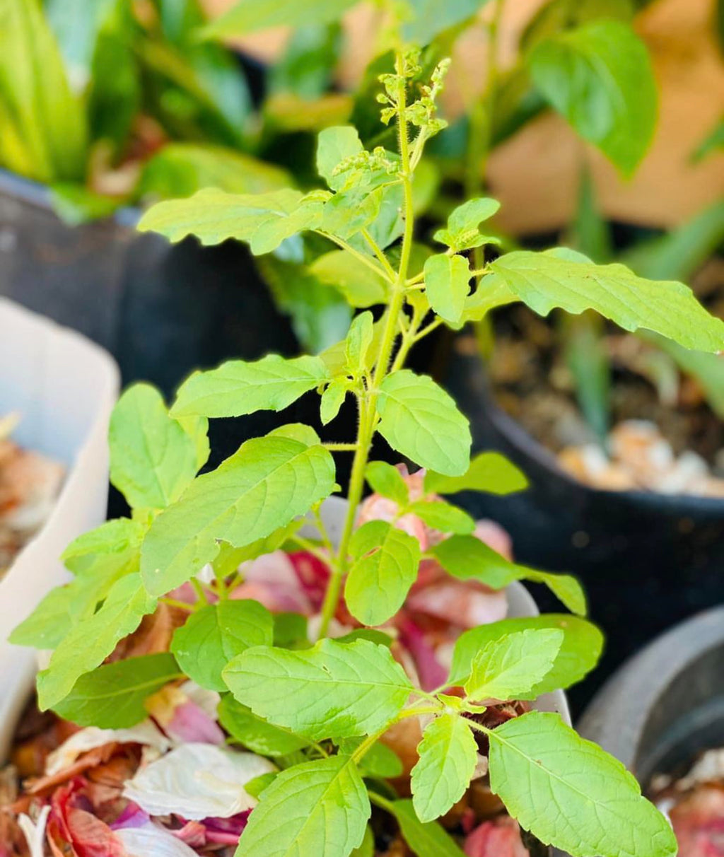 Tulsi Green Leaf Holy Basil Heirloom Seeds