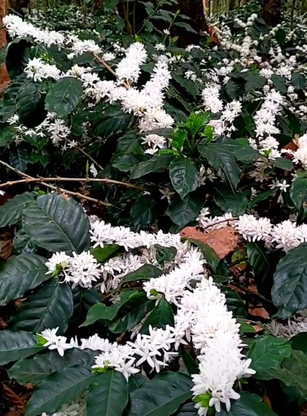 Patio Arabian Coffee Plant
