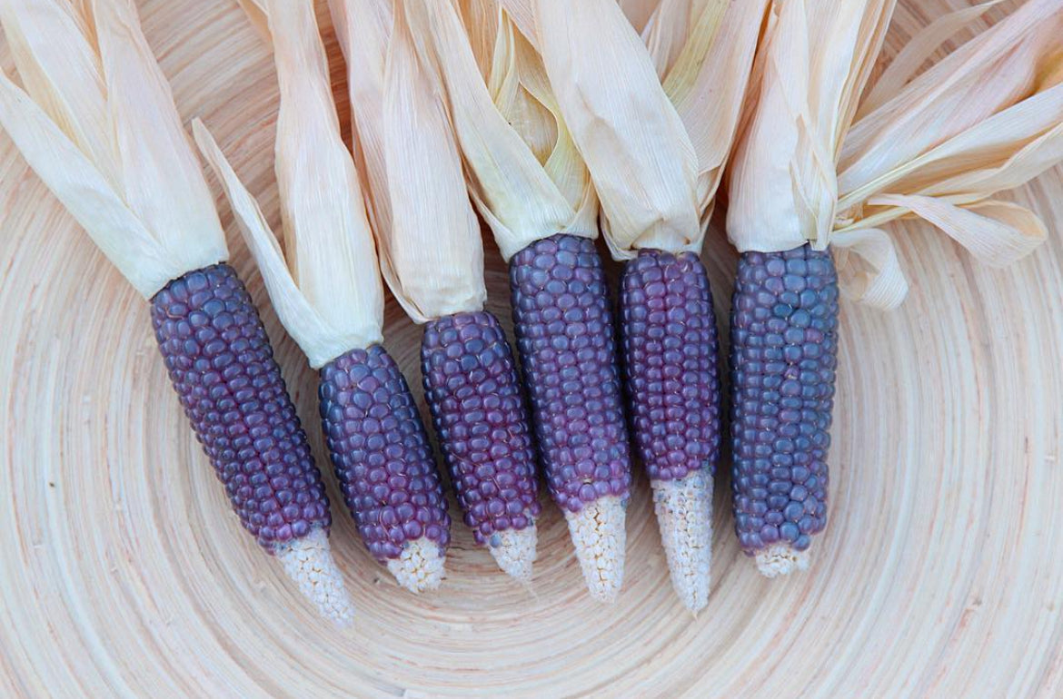 Miniature Blue Popcorn Seeds
