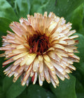 Pacific Beauty Calendula Heirloom Seeds