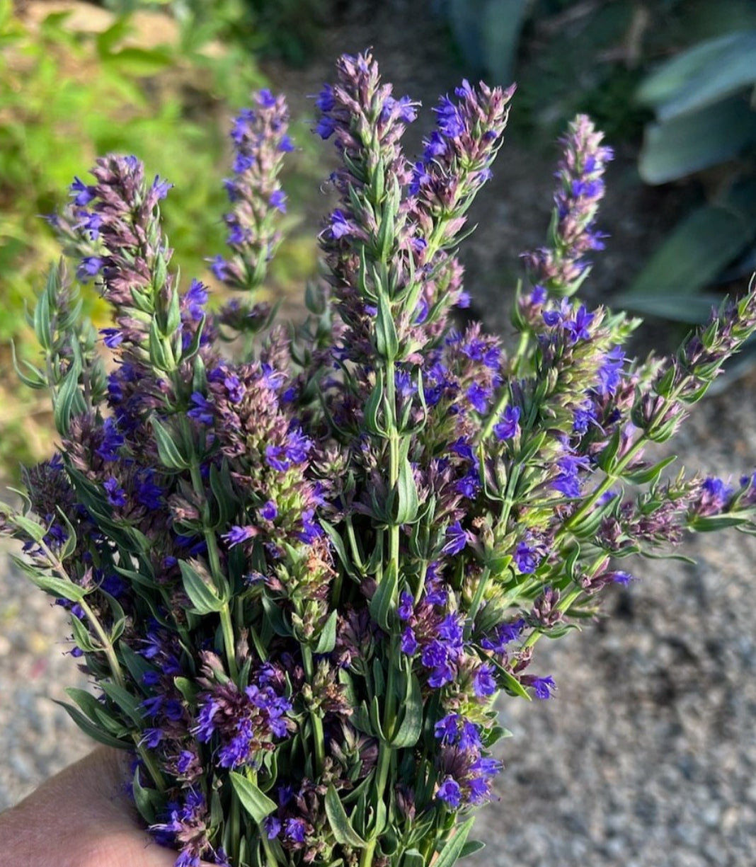 Culinary Hyssop Seeds