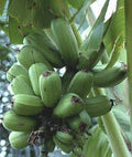 Popoulu Red Trunk (RARE) Live Banana Plant