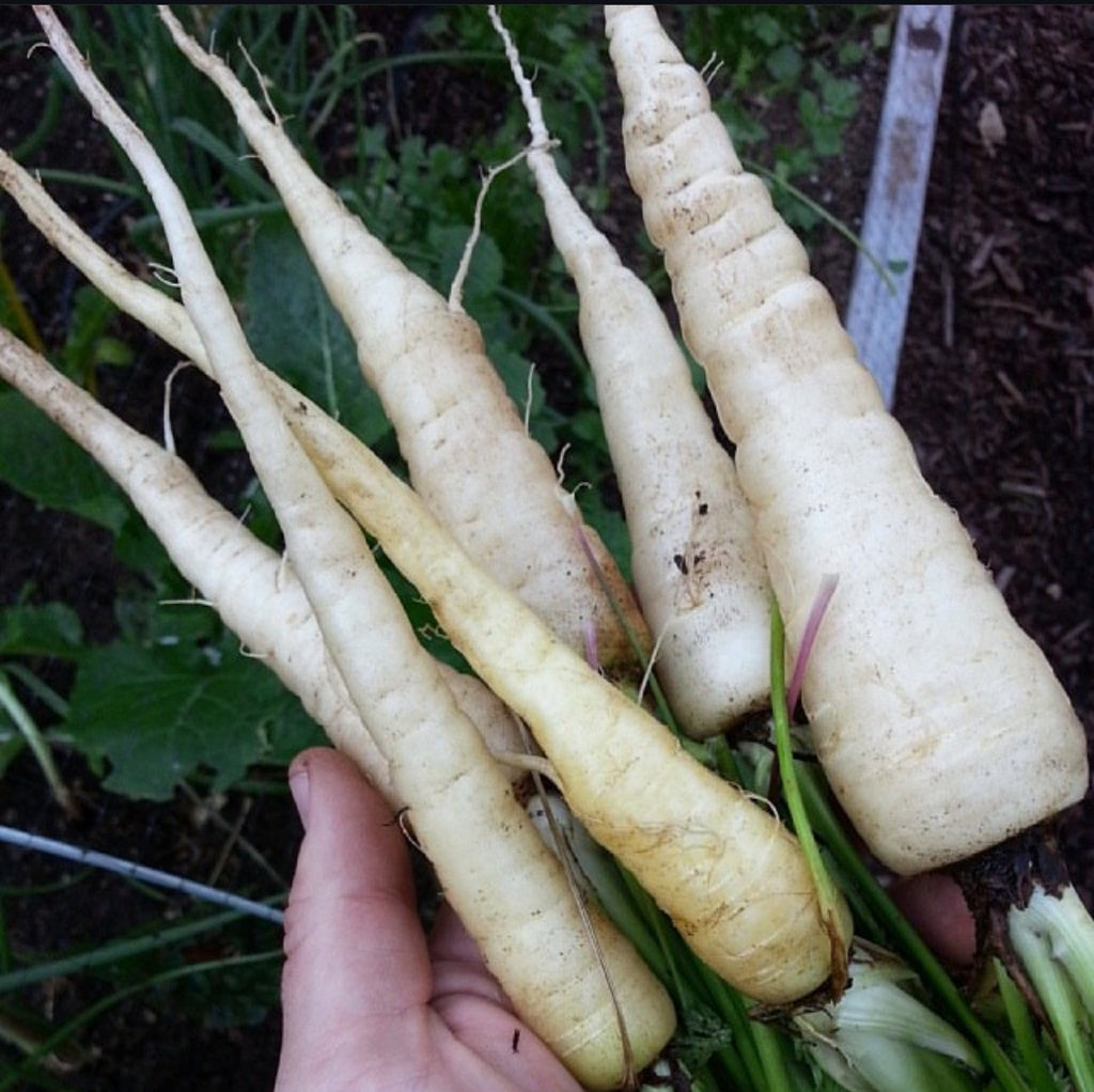 Lunar White Carrot  Seeds