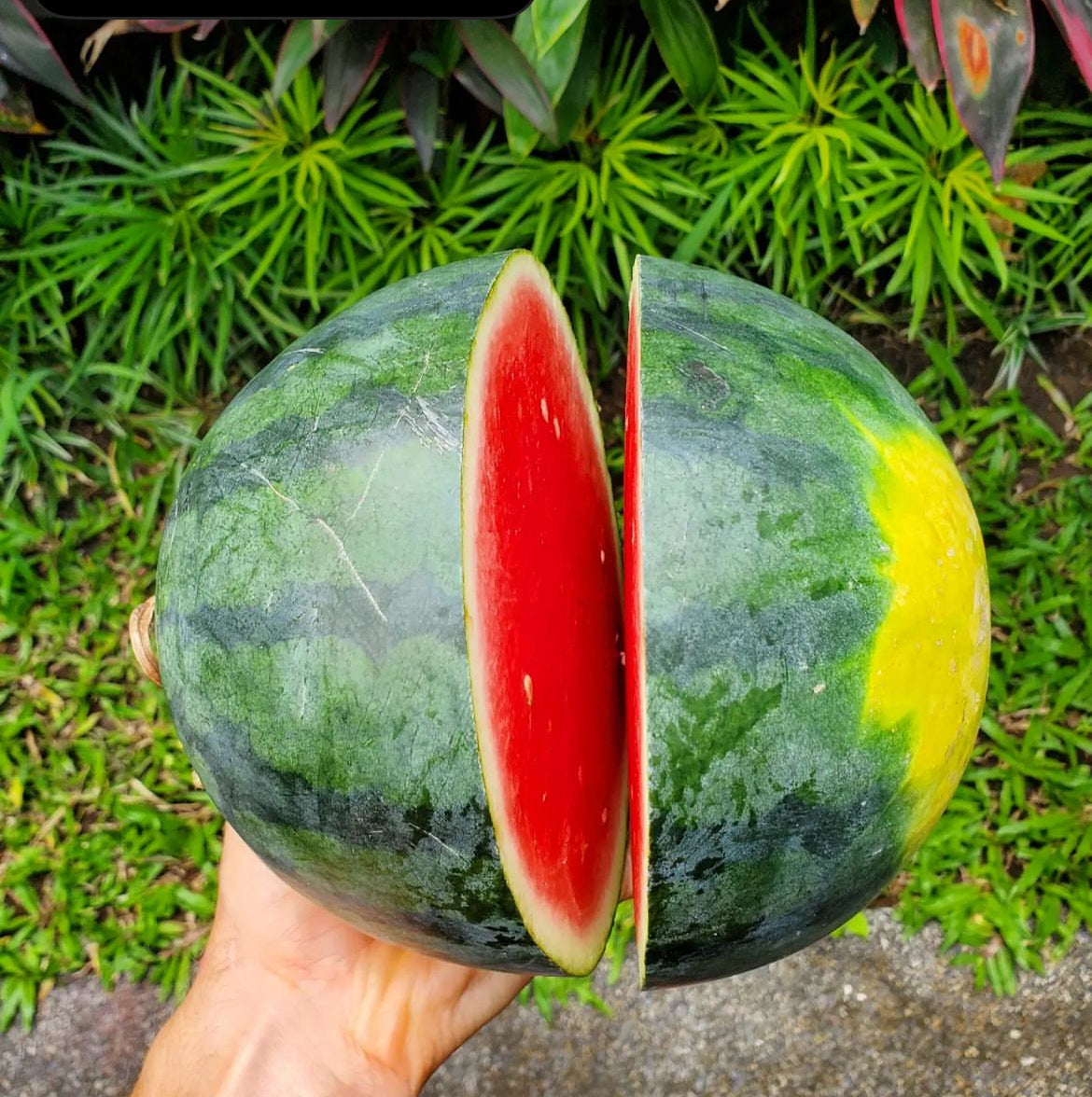 Cal Sweet Watermelon Seeds