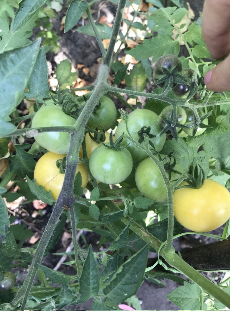 Super Snow White Cherry Tomato Heirloom Seeds