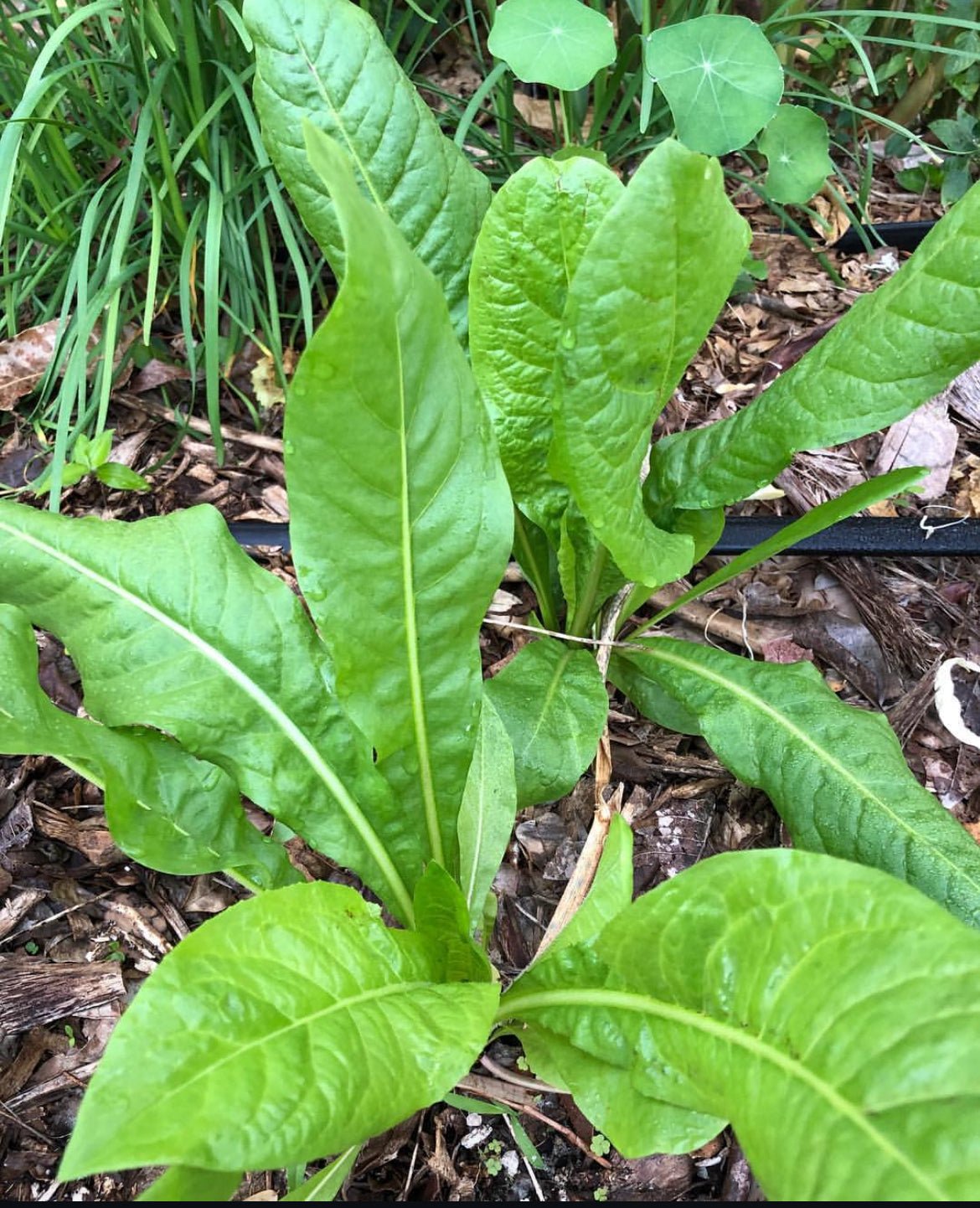Italian Dandelion Heirloom Seeds
