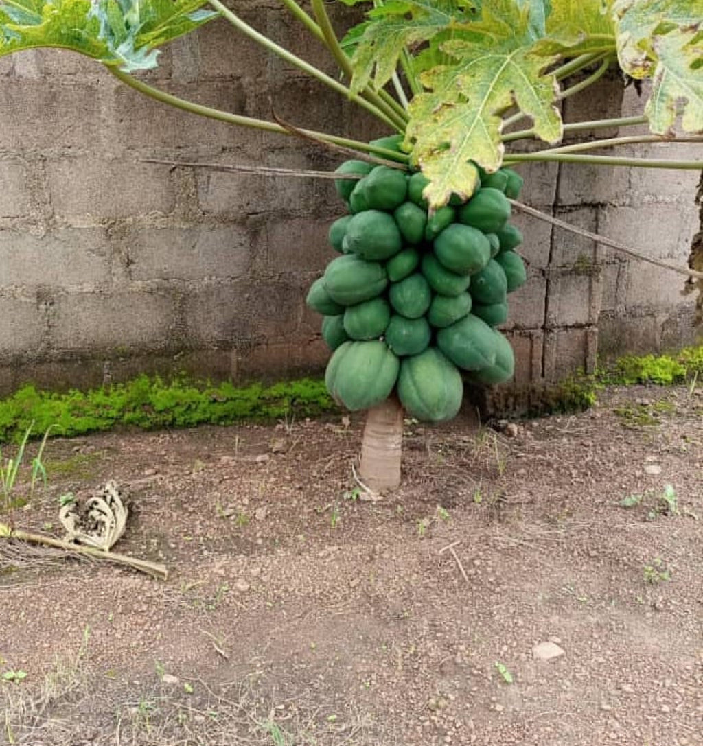Patio Dwarf Papaya