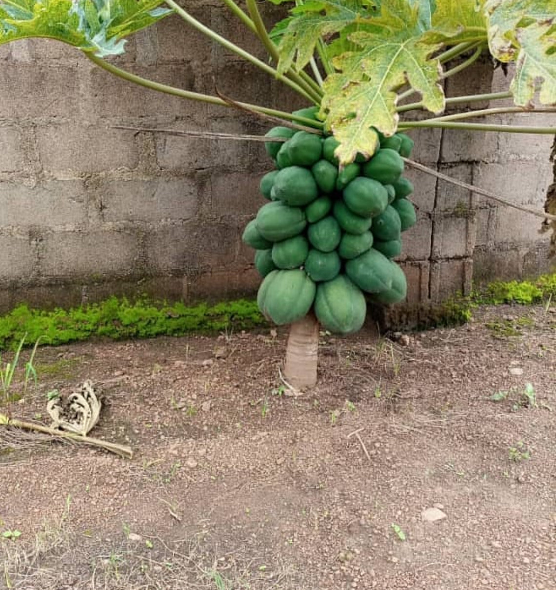 Patio Dwarf Papaya