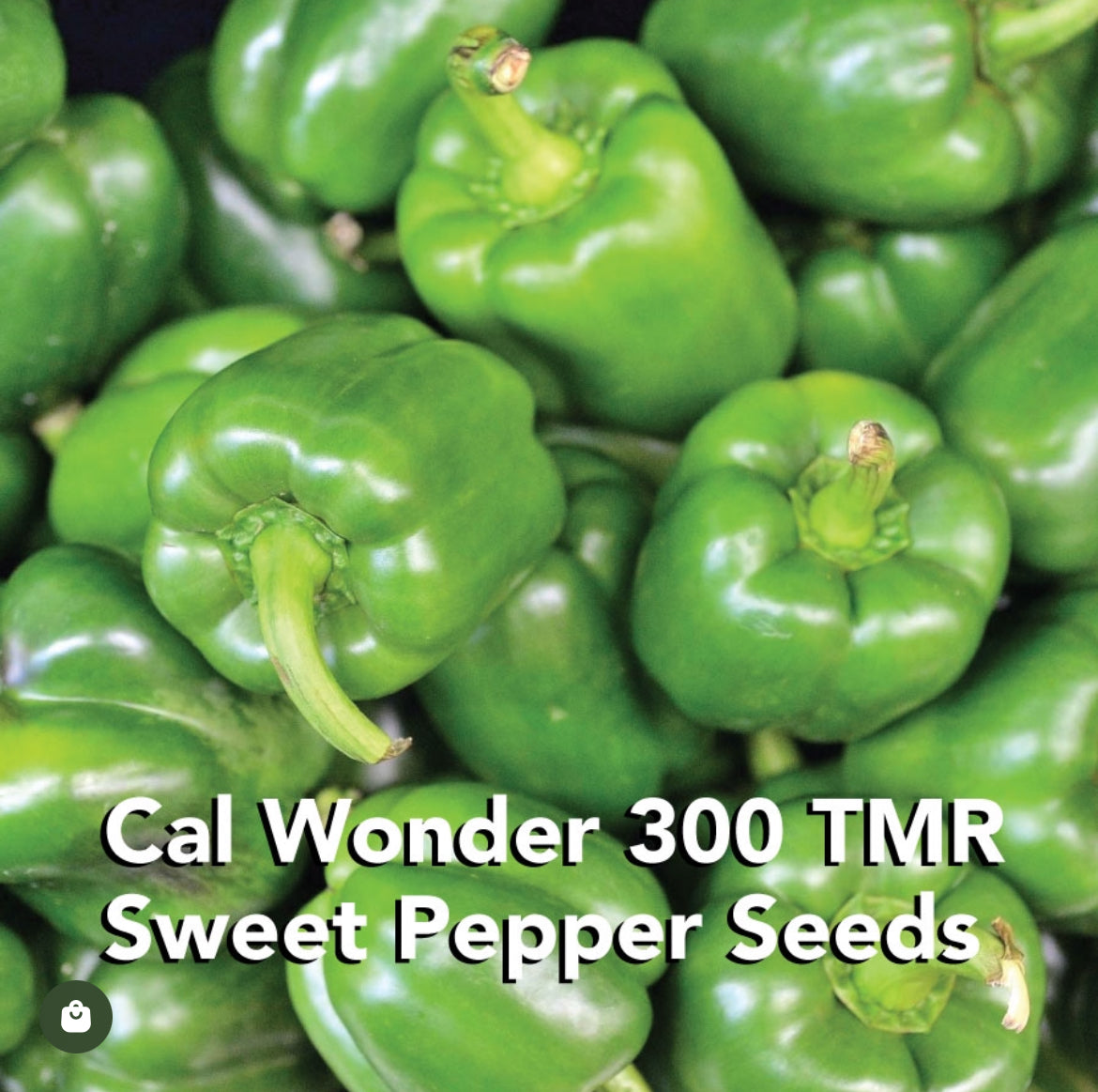 California Wonder (Improved) 300 TMR Sweet Bell Pepper Seeds