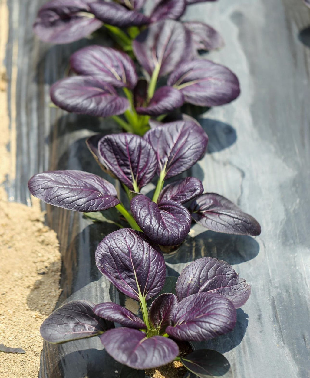 Purple Gem Pak Choi Cabbage Seeds