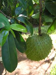 Fresh Soursop Seeds