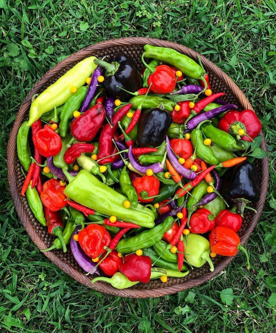 Sweet and Spicy Mix Pepper Seeds