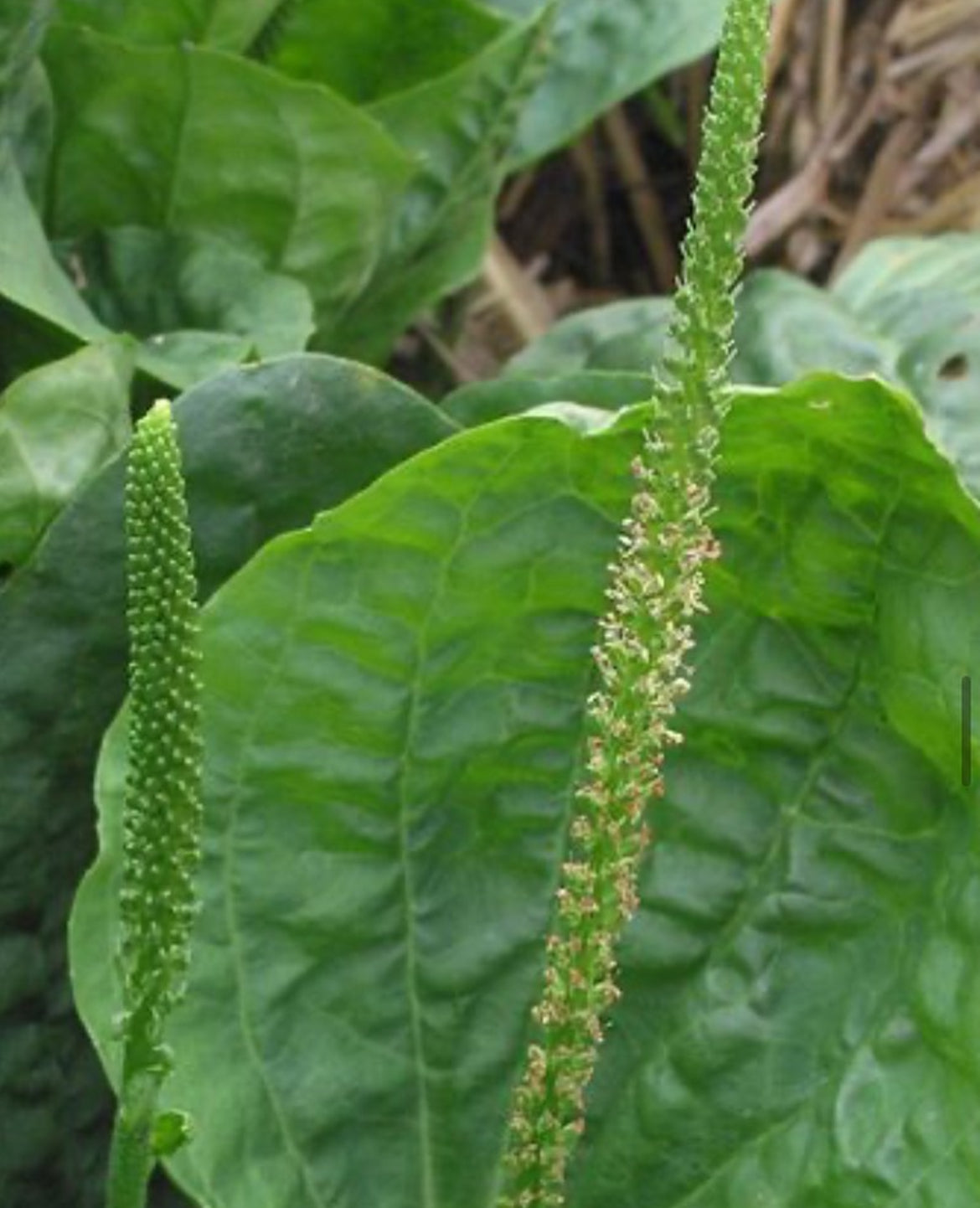Common Plantain Seeds