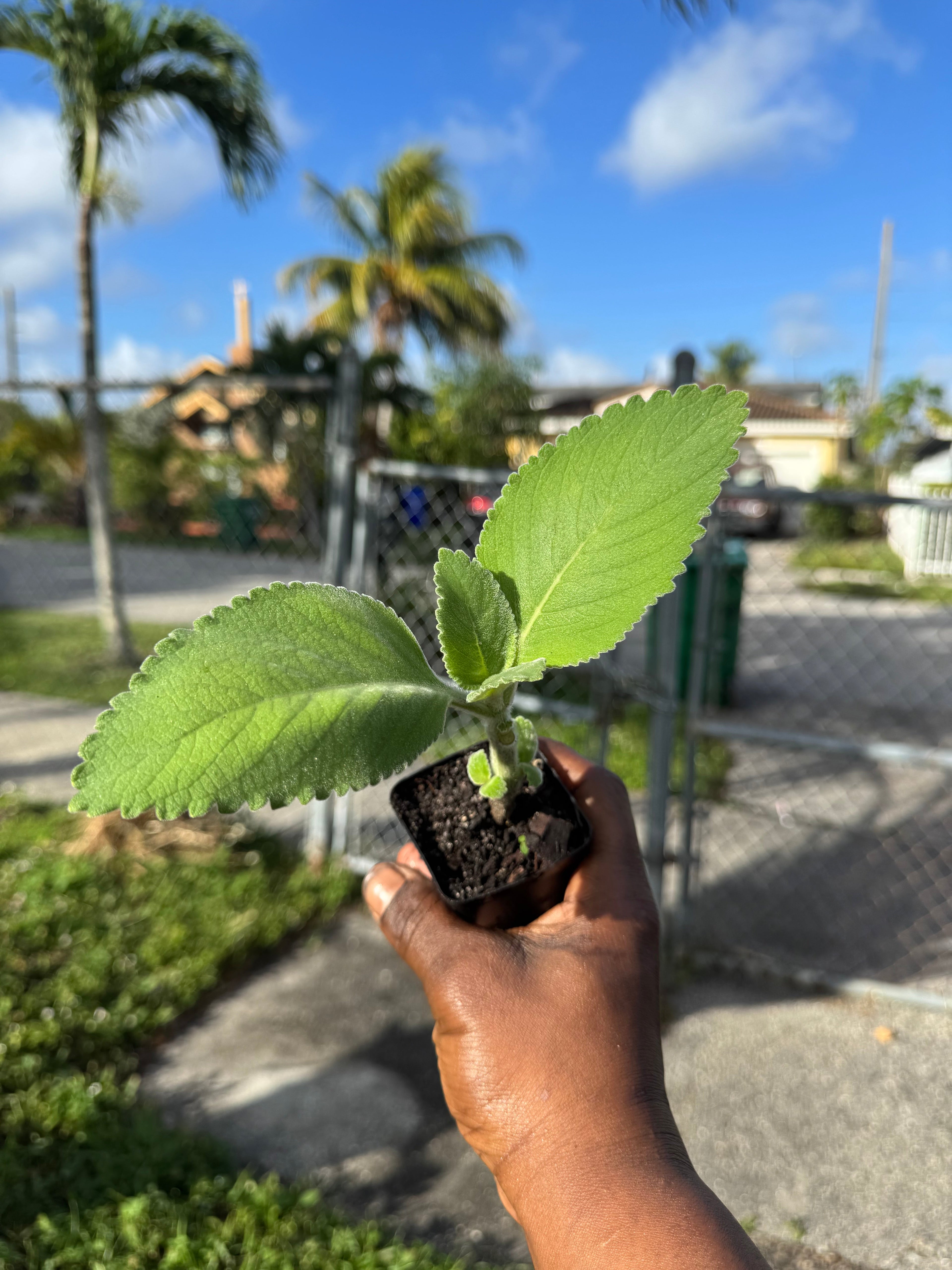 Rooted Cuban Oregano Plant