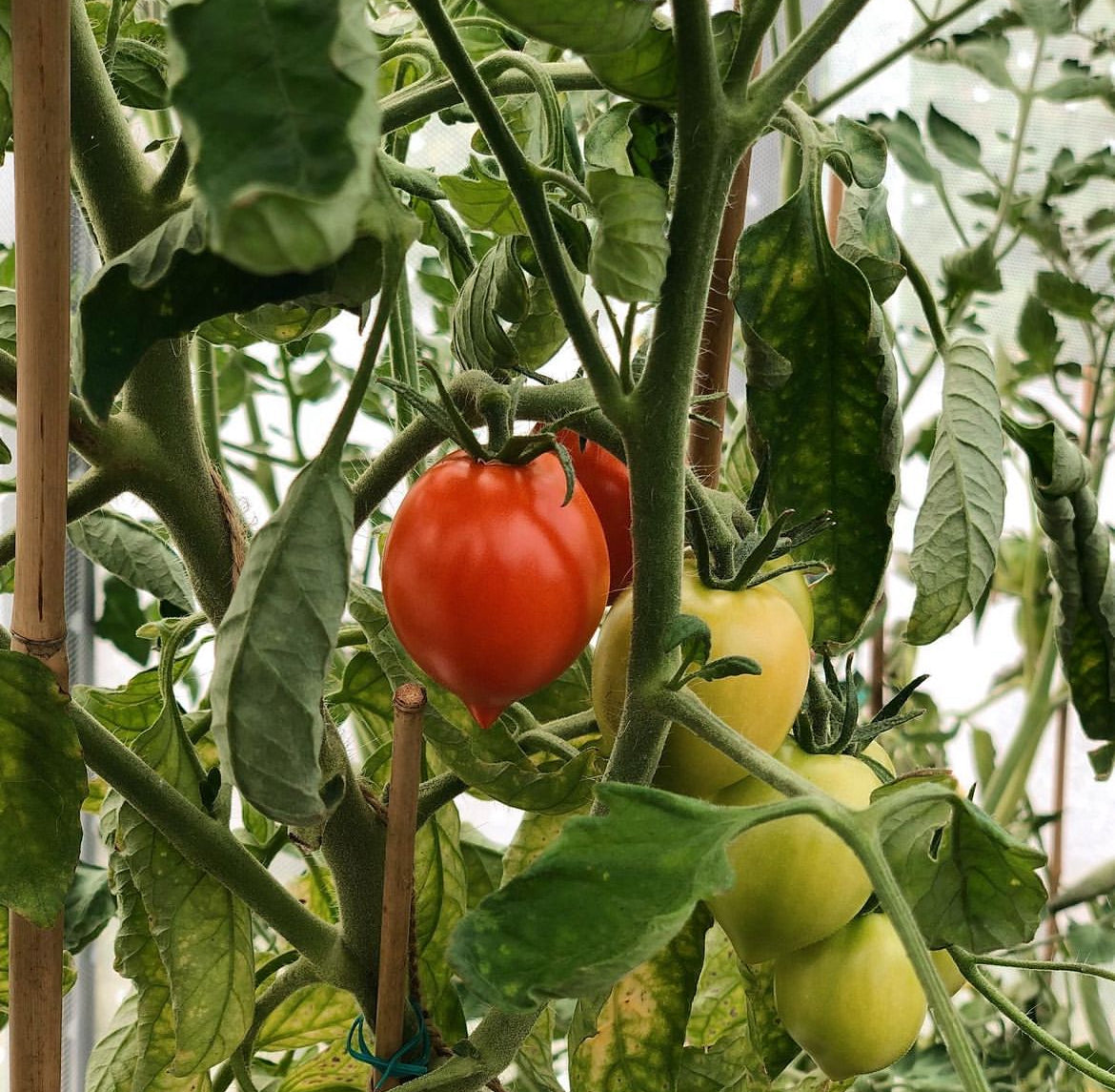 Sub Arctic Plenty Tomato Seeds