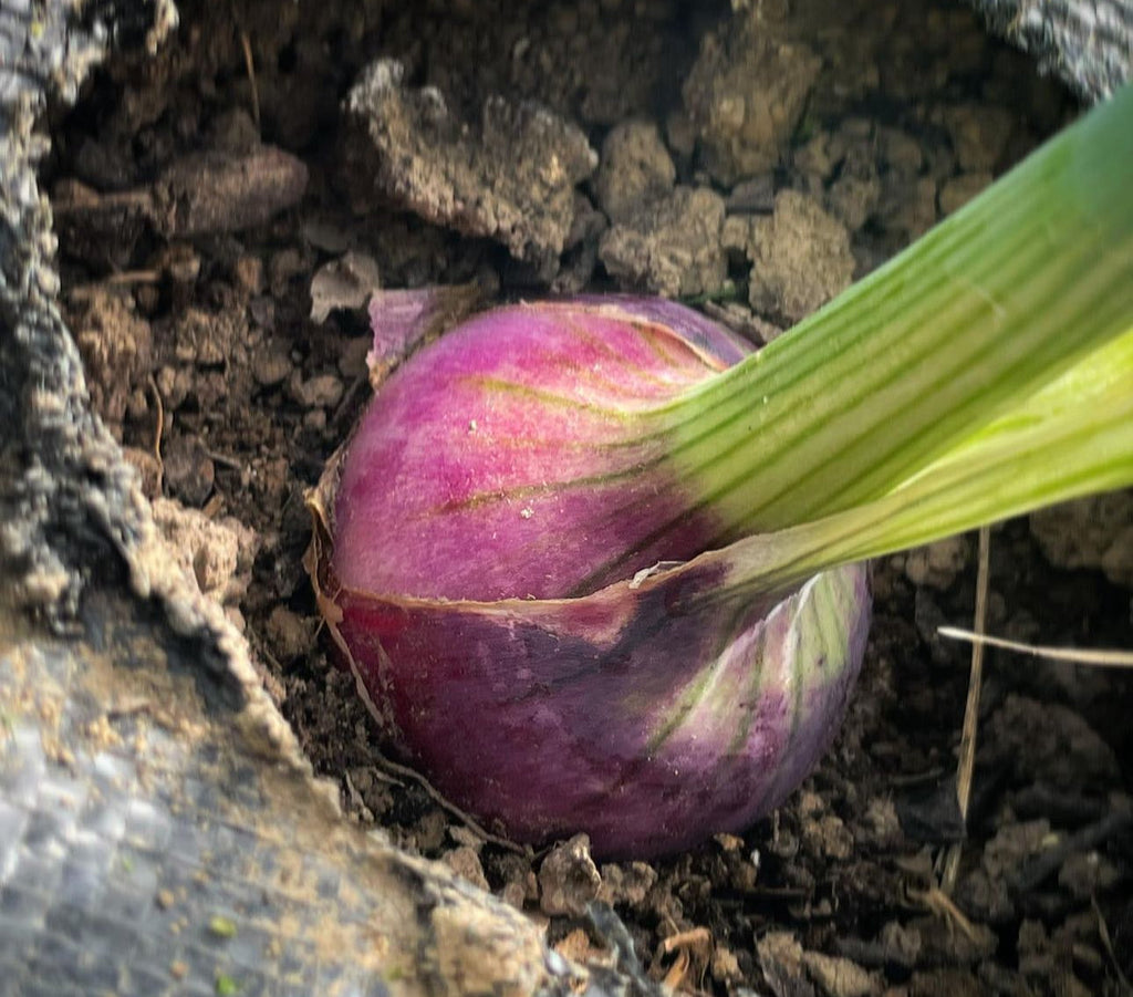 Red Grano Onion Heirloom Seeds