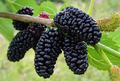 Patio Everbearing Mulberry-Patio Fruit Tree