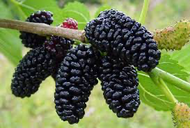 Patio Everbearing Mulberry-Patio Fruit Tree